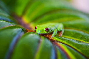 Exotic colorful frog