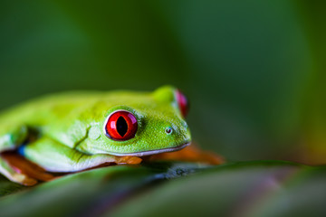 Exotic colorful frog