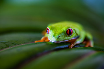 Beautiful colorful frog