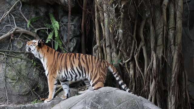 Footage of big tiger in the zoo