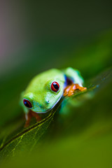 Beautiful colorful frog