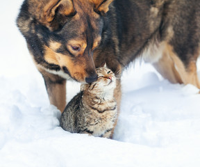 Obraz premium Dog and cat playing together outdoor in the snow