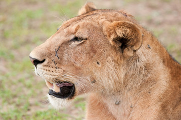 side face portrait of a lioness - national park selous