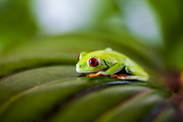 Colorful exotic world, frog