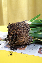 Repotting houseplants - sansevieria