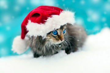 Cute little kitten wearing Santa's hat sitting in the snow