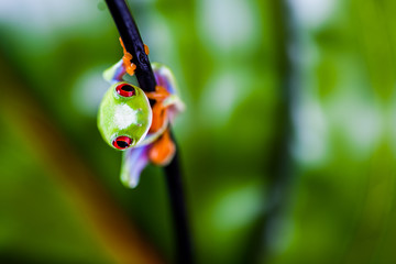 Exotic frog, vivid jungle theme