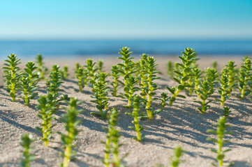 Green grass on the sand beach