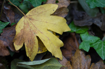 Feuille jaune
