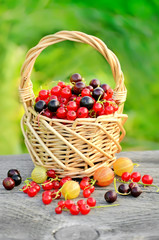 Red currants and black currants in basket