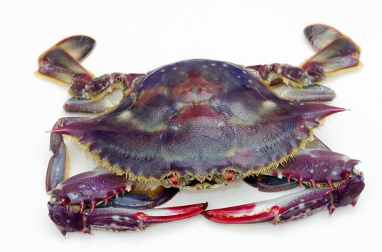 ワタリガニ科 の画像 37 件の Stock 写真 ベクターおよびビデオ Adobe Stock