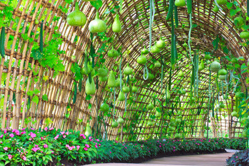 Green tunnel made from calabash plant