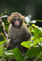 A cute monkey sitting in the branch