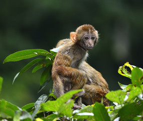 A cute monkey sitting in the branch