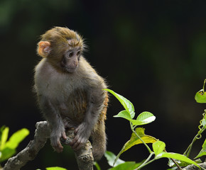 A cute monkey sitting in the branch.