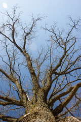 Fototapeta premium Branches on the blue sky.