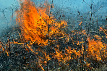 Flame of brushfire 15