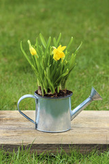 Daffodils in silver watering can on fresh green grass