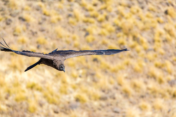 Flying condor over Colca canyon,Peru,South America.