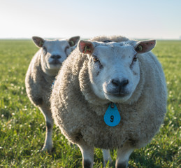 Portrait sheep in backlit