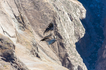 Flying condor over Colca canyon,Peru,South America.
