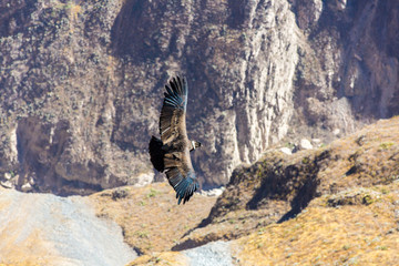 Flying condor over Colca canyon,Peru,South America.