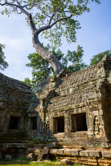 Fototapeta premium Ruiny świątyni Ta Prohm w Kambodży