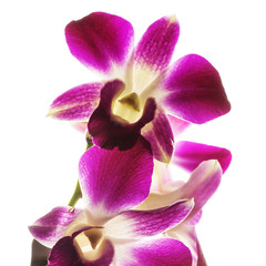 Close-up beautiful  Orchid flower on white background