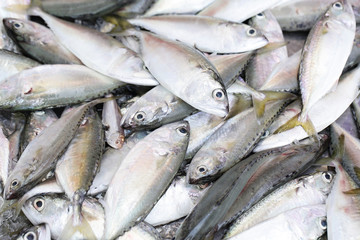 Obraz premium close up bluefine tuna fish