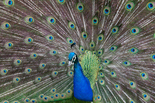 peacock showing its beautiful feathers