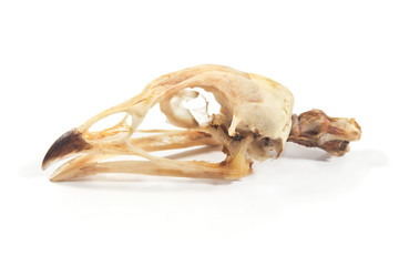 Bird skull isolated on white