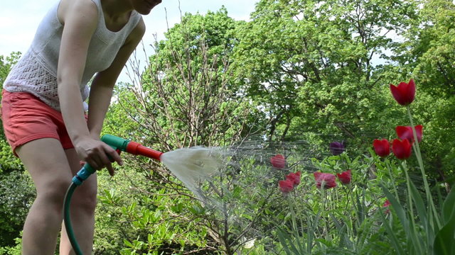 farm girl water garden tulip flowers with hose sprinkler