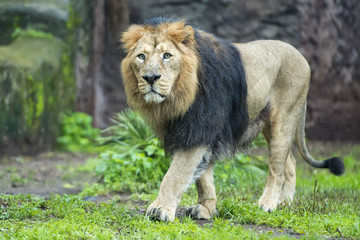 Naklejka premium male asiatic lion