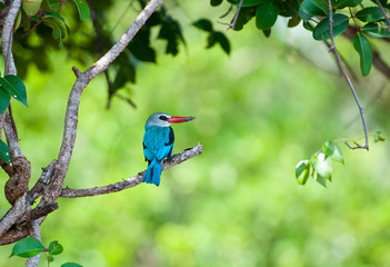 colorful kingfisher on a branch - national park saadani - 59378581