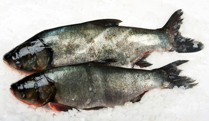 Atlantic Salmon