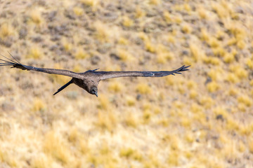 This condor the biggest flying bird on earth