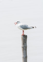 Seagulls standing on bamboo shore of the Sea