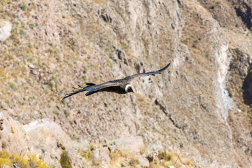 Flying condor over Colca canyon,Peru,South America.