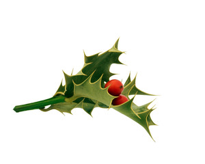 Holly