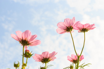 pink cosmos