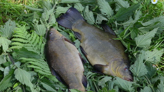 hand puts on the nettle big shiny tench next to the other fish