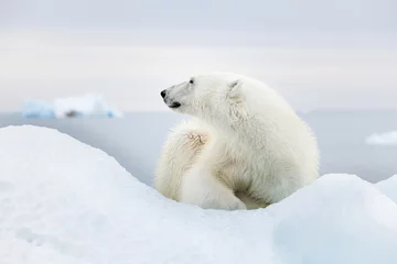 Stoff pro Meter Eisbär auf Spitzbergen © joangil