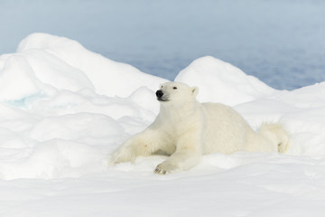 Fototapeta na wymiar Nied¼wied¼ polarny na Svalbardzie