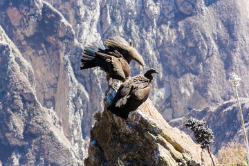 Condor at Colca canyon  sitting,Peru,South America