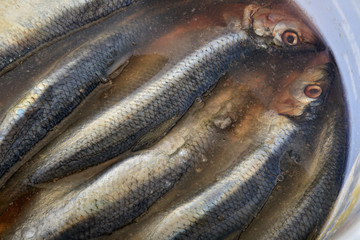 Salted herrings in a bucket, called spegesild.