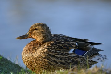 Stockentenweibchen im Abendlicht