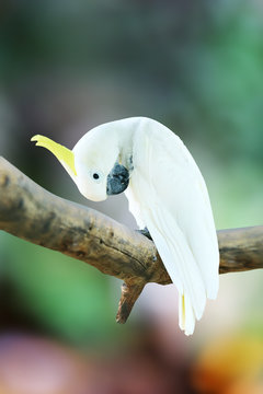 Fototapeta Macaw Parrot bird isolated on white background