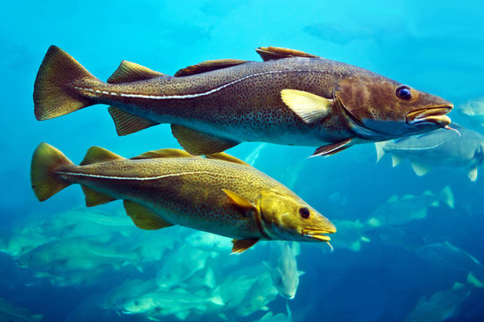 Cod fishes, Alesund, Norway.