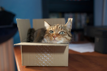 cat in a box