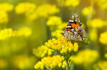 Painted Lady butterfly  on a flowering immortelle